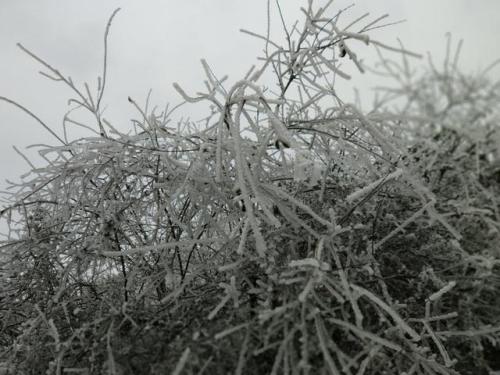 雾凇为什么要去吉林桂阳吴韵山?玉树琼枝梅哭了。