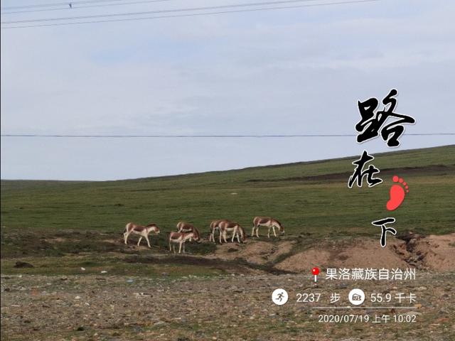 玛多-玉树、藏野驴、巴彦哈尔山口和冻土带