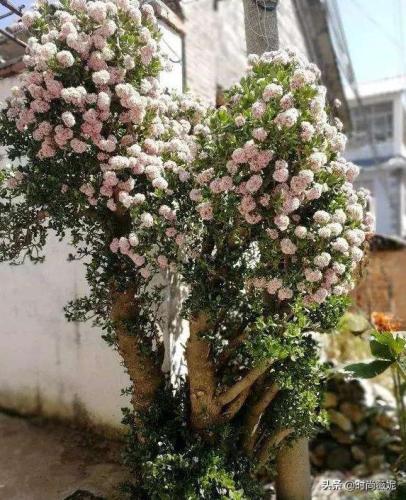 花不值钱,但不花。你见过50年树龄的玉树吗?