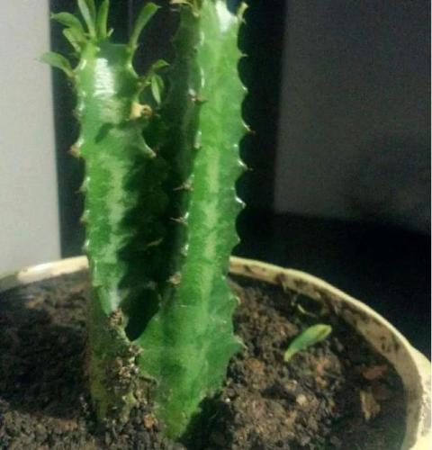 有孩子的家庭最好不要养这些花,因为粗心会给孩子带来伤害。