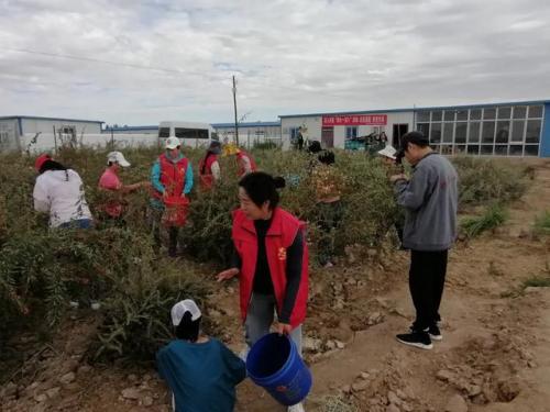 格尔木户外活动:让他们体验劳动的快乐!