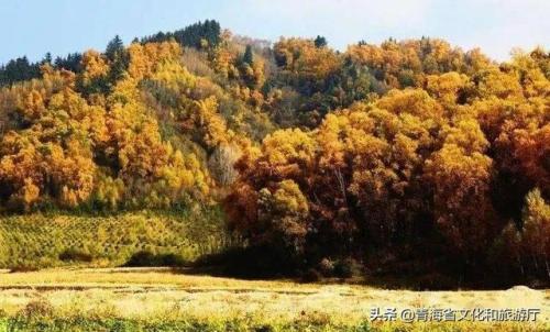【金秋时节】黄金周经典线路推荐——森林公园秋日美景旅游线路
