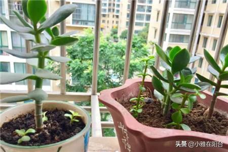 养玉树晒太阳。你越晒它,它长得越好,越强壮。它长成一个老堆,一年后再次开花。