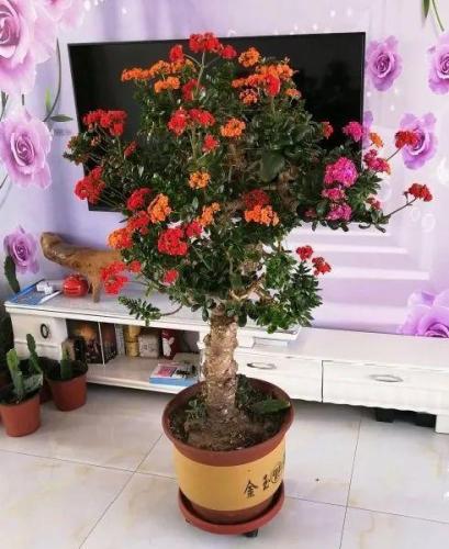 砍玉树一次,插长寿花,10天就成活了。五种颜色会轮流长成一棵大花树。