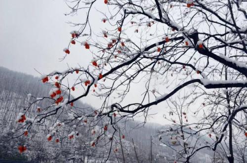 洛阳栾川隐藏着一个门票半价的小景点。冰雪中的超级美女不多。