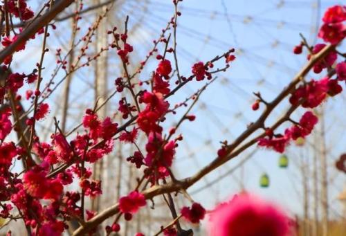 泰山花海景区春季花期播出!赏花时间表~