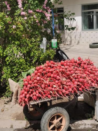 海东——芬芳的紫丁香之城