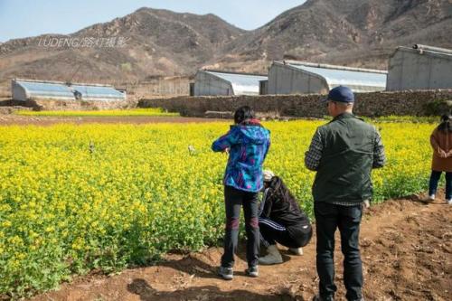 石家庄小山沟的春天，油菜花、鸢尾花开得恰到好处，恍惚中江南。